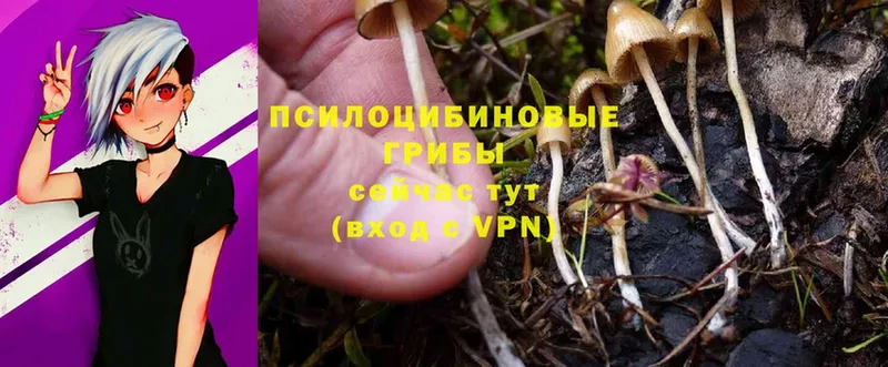 Галлюциногенные грибы Psilocybe  блэк спрут маркетплейс  Армянск 